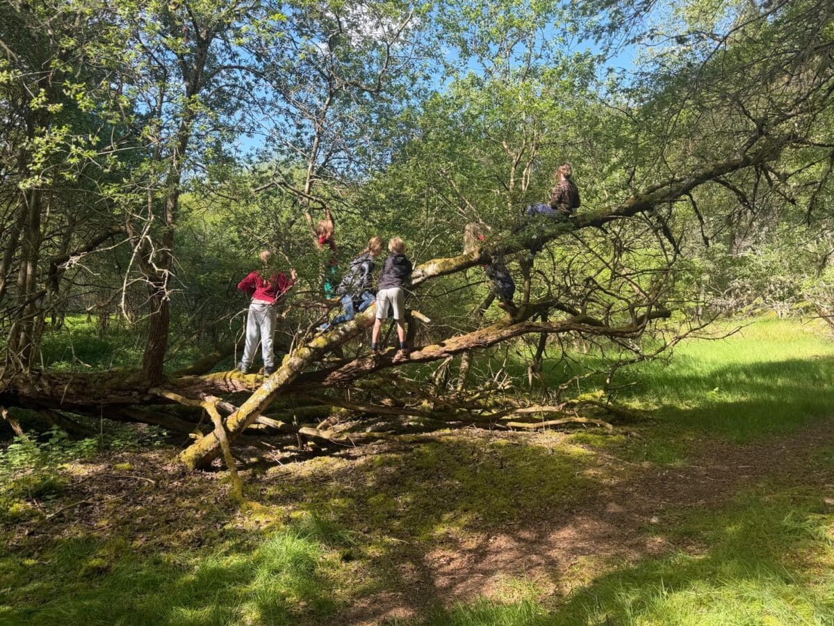 children climbing trees